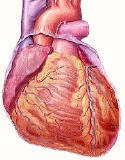 Circulatory System, blood circualtion, human heart