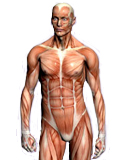 Human Torso Anatomical Models, Human Head Models