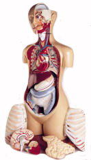 Know-Body Torsos
